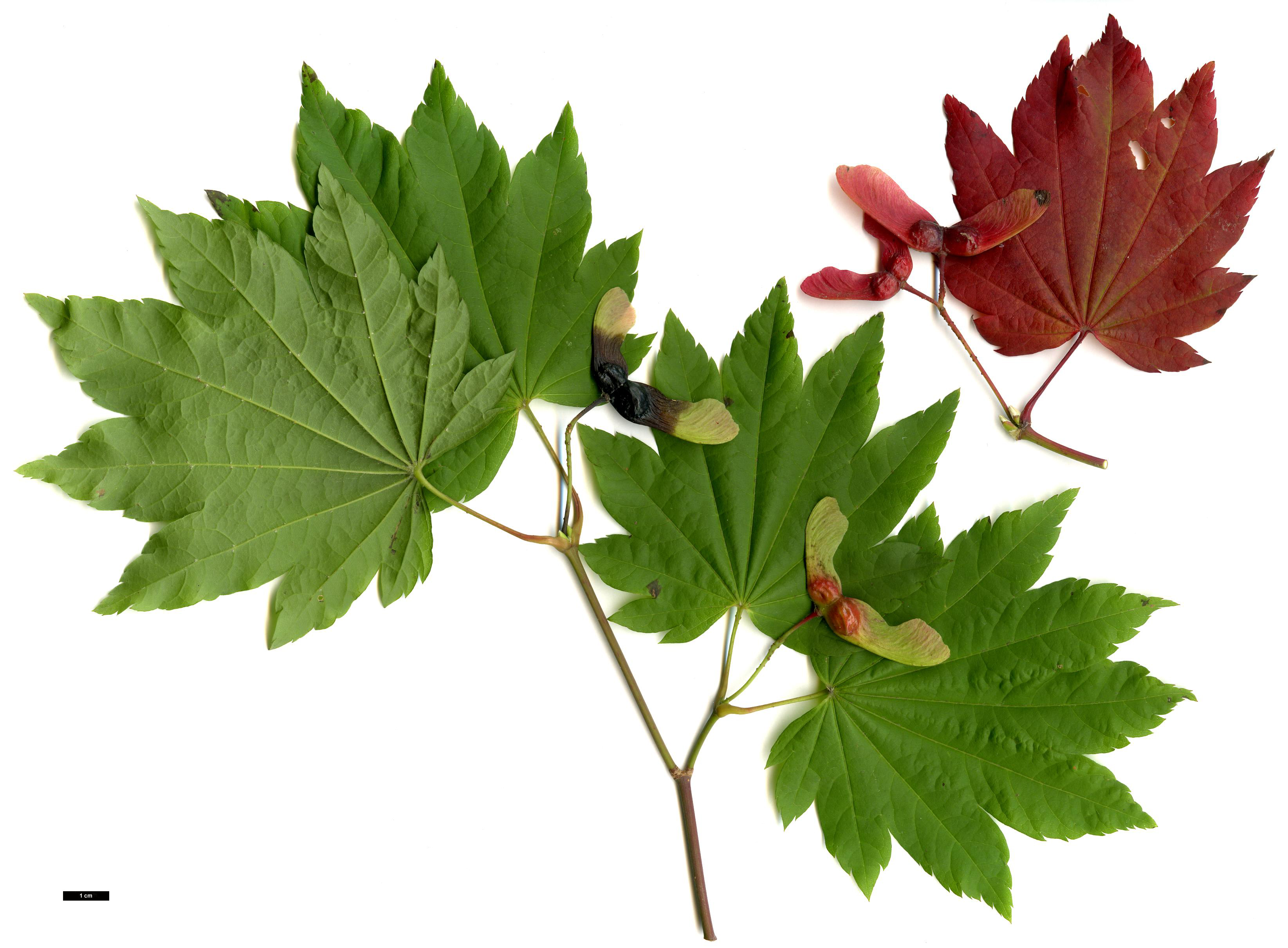 High resolution image: Family: Sapindaceae - Genus: Acer - Taxon: circinatum - SpeciesSub: × A.japonicum 'Vitifolium'